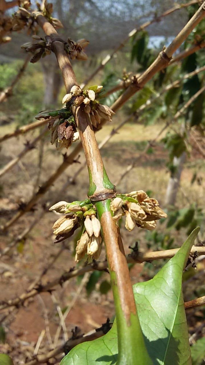 Planta de café impactada pela seca.