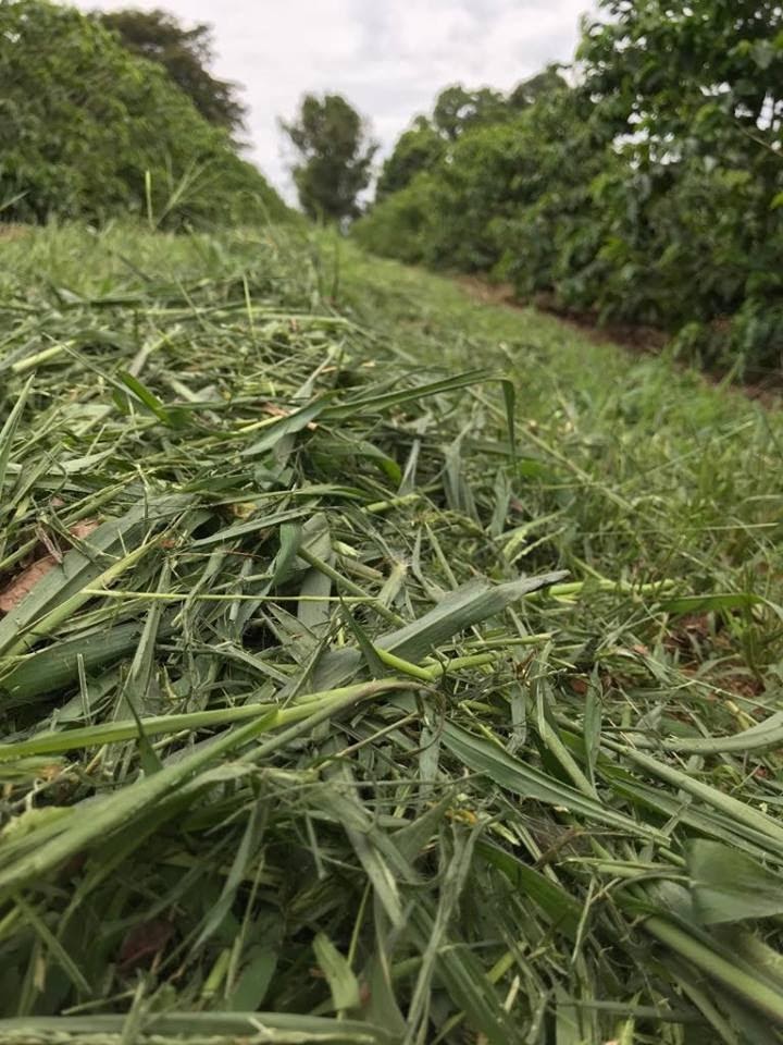 Braquiária direcionada para a linha do cafeeiro, protegendo o solo na projeção da saia.