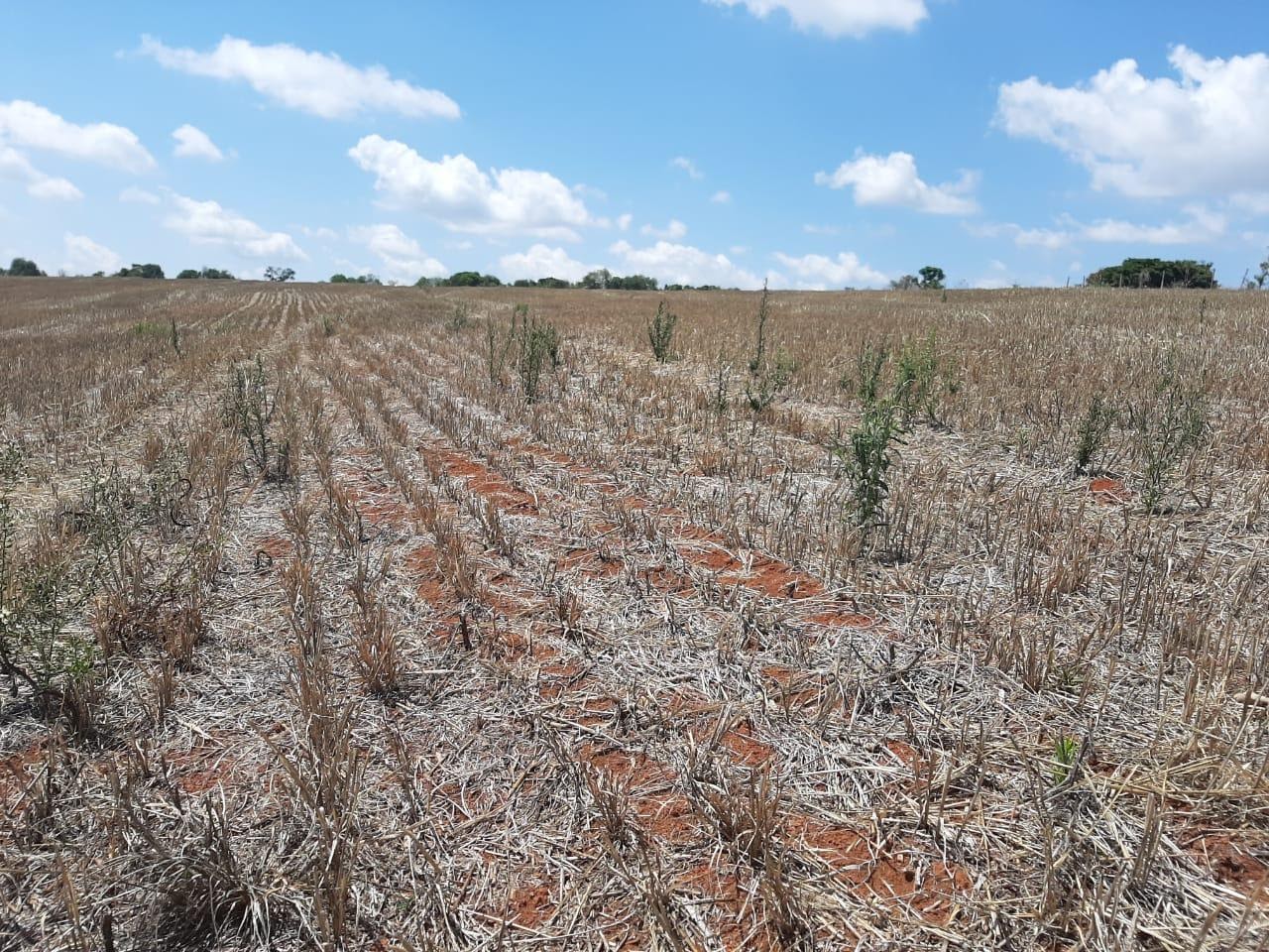 Plantas de buva (conyza spp.) após a dessecação para plantio.