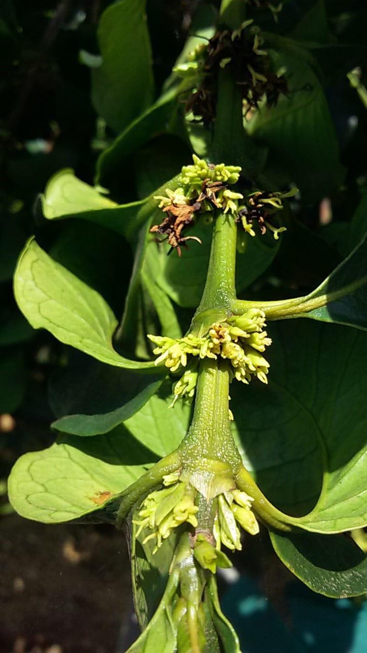 Flores do tipo “estrelinha” caracterizada pelo abortamento da florada, atribuído a altas temperaturas e períodos secos durante o abotoamento e floração.