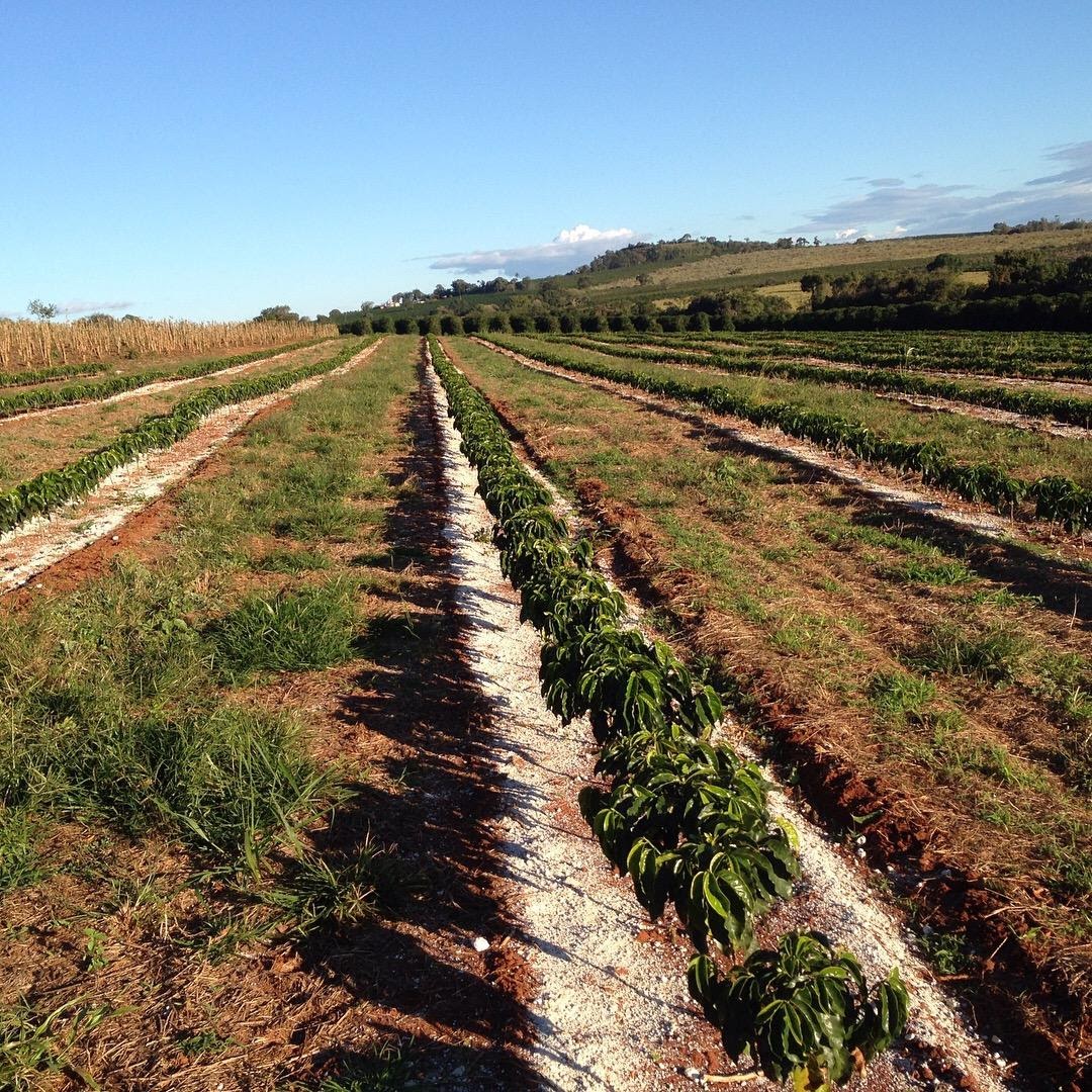 Aplicação de gesso para evitar déficit hídrico em lavoura de café.