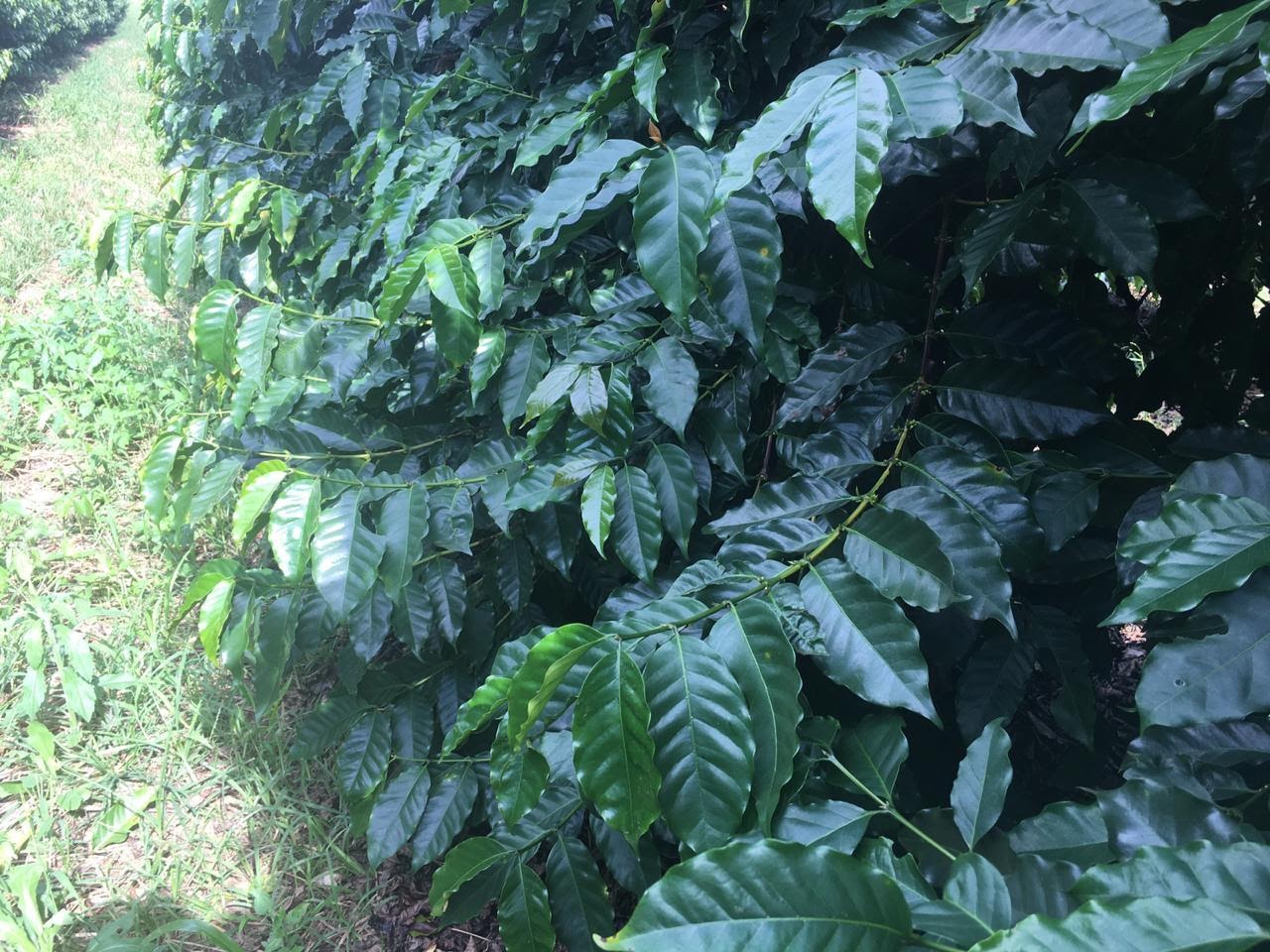 Lavoura da cultivar Mundo Novo, em que foi realizada aplicação de composto orgânico.
