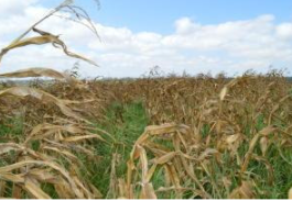 Manejo de gramíneas