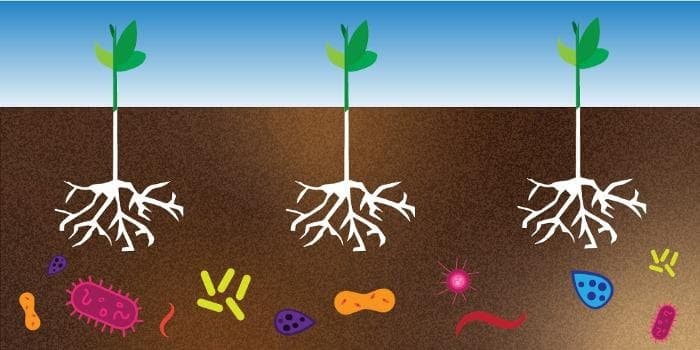 Microrganismos no solo