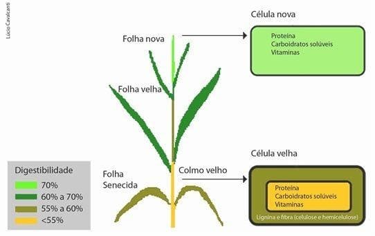 Relação folha colmo 