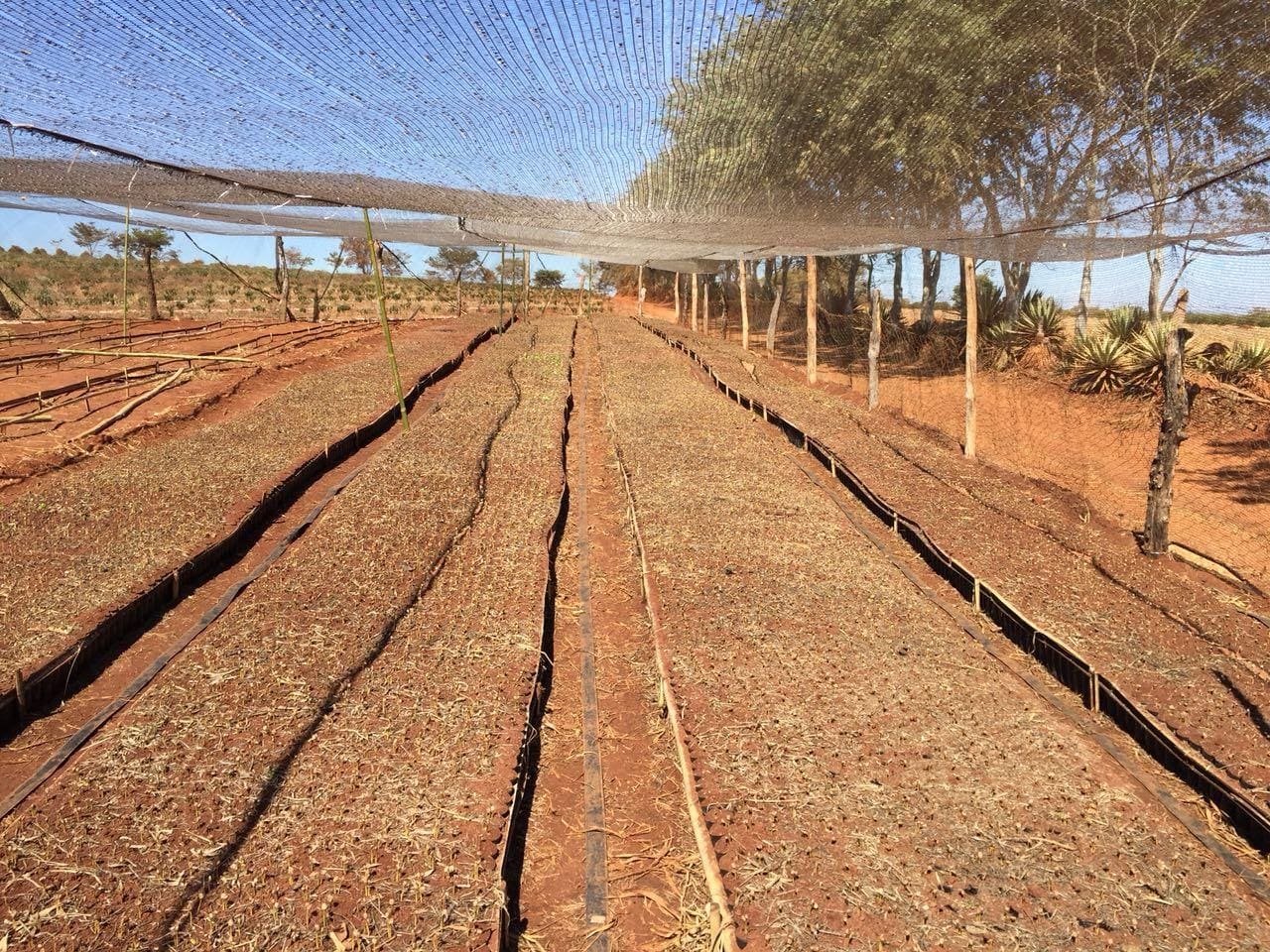 Tela de viveiro de café com malha preta