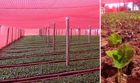 Viveiro de café com telado na cor vermelha