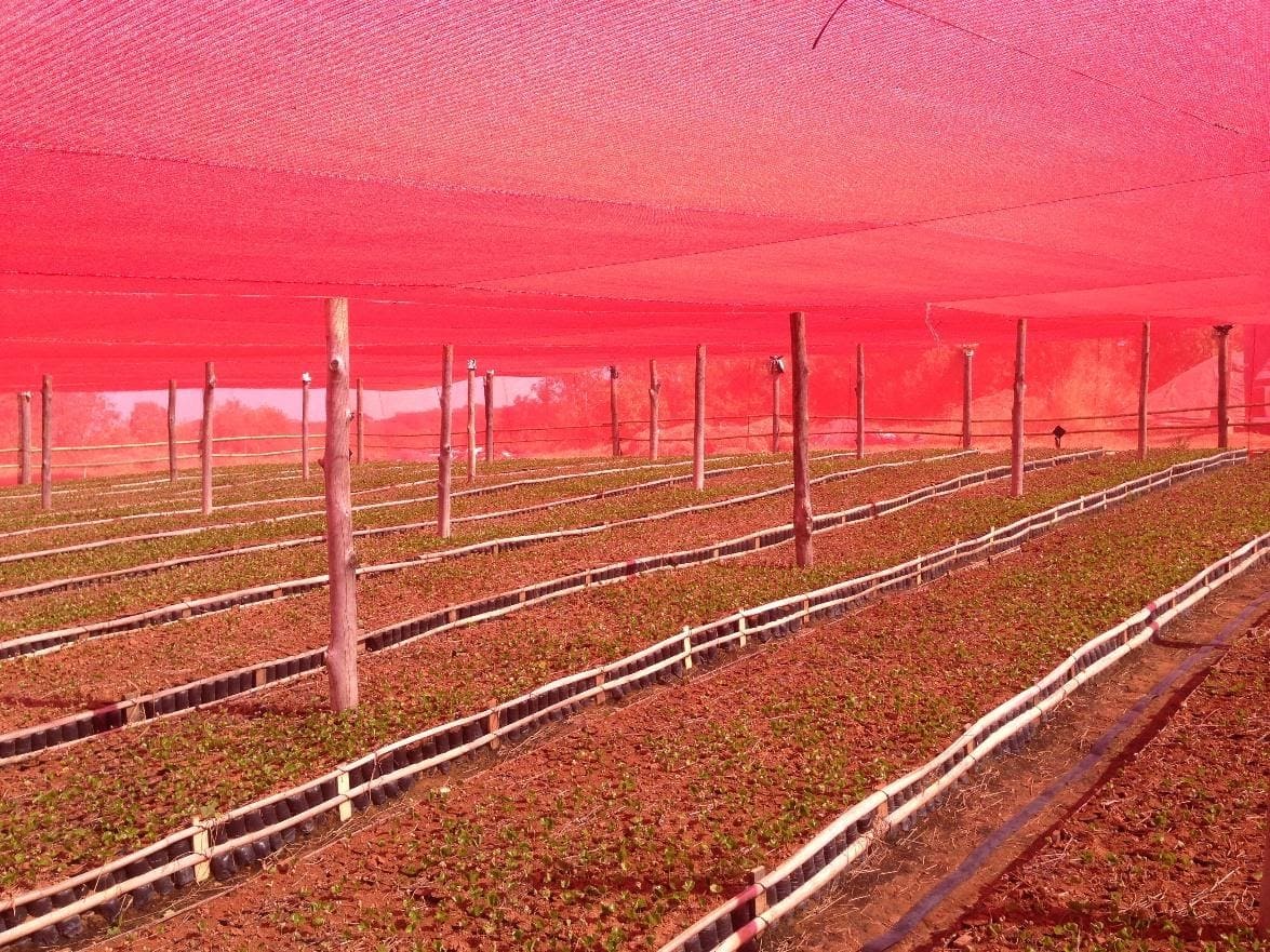 Tela de viveiro de café com malha vermelha