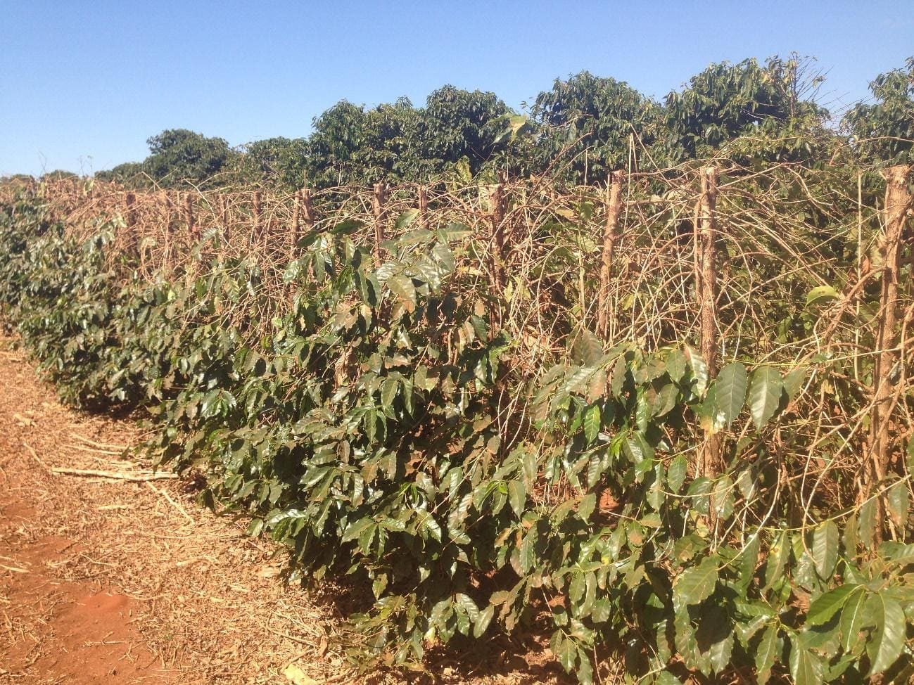 Poda do tipo decote realizada em cafeeiro