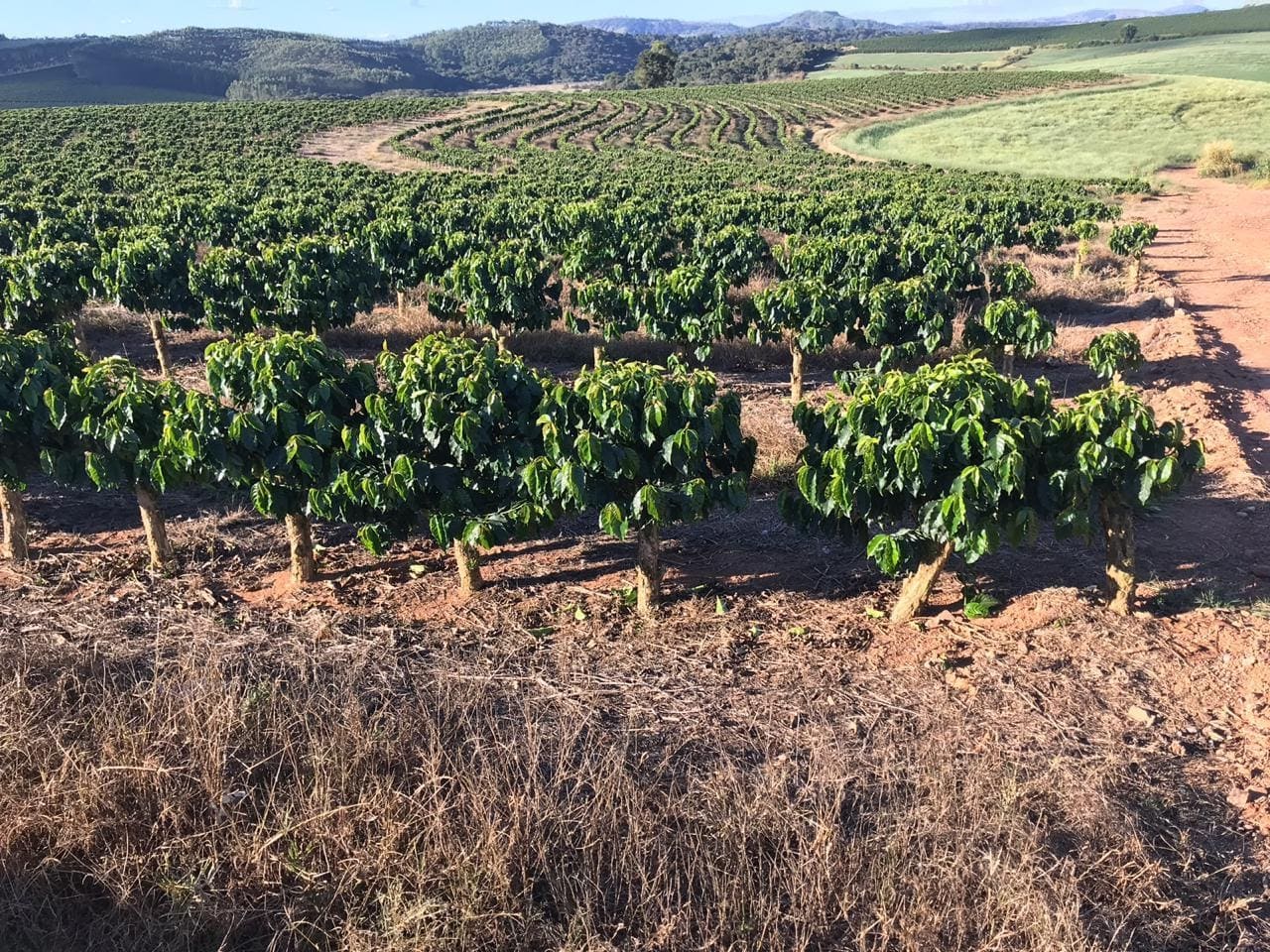 Lavoura de café um ano após a poda recepa