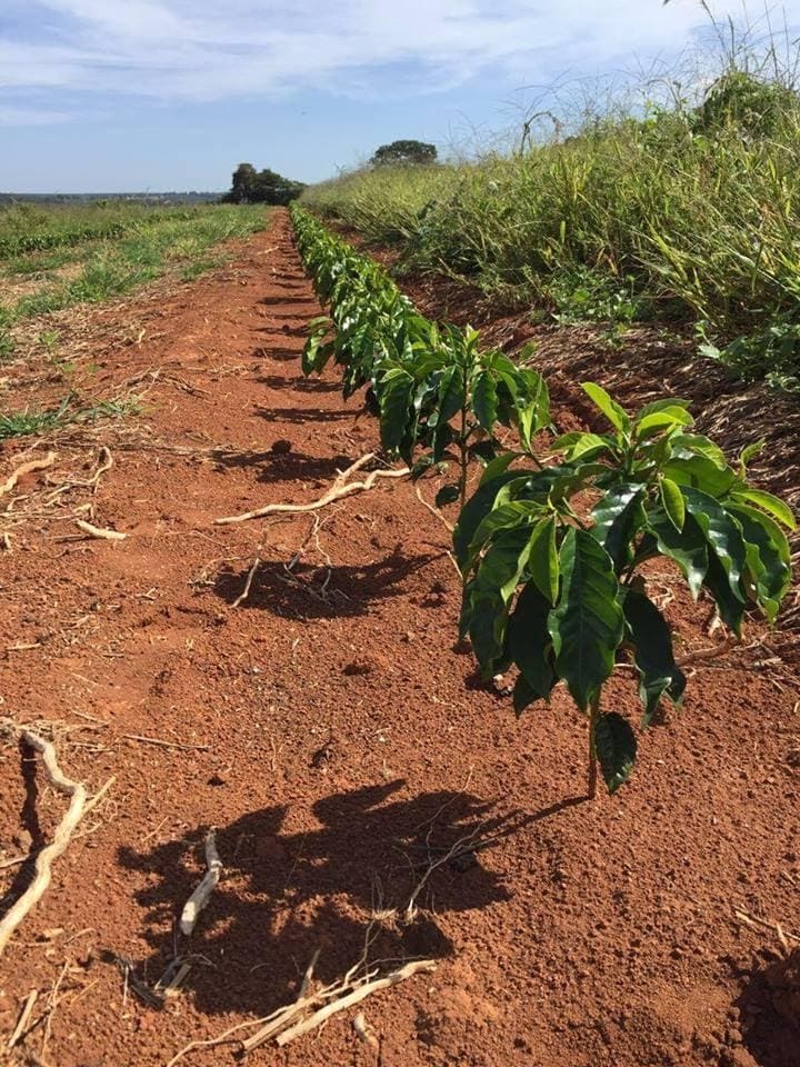 Plantio após arranquio de lavoura com baixo stand de plantas