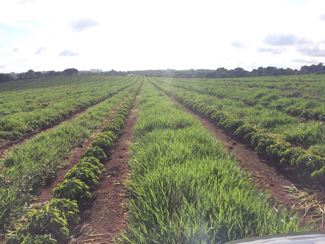 Lavoura de café em formação após uma poda ser realizada