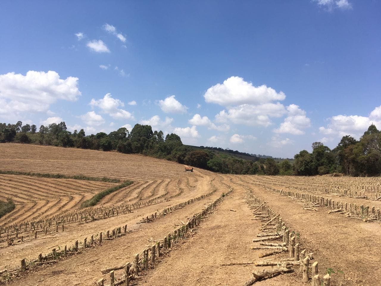 Poda do tipo recepa em cafeeiro