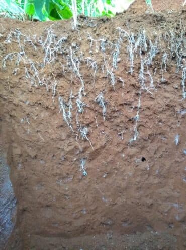 Desenvolvimento de raízes 