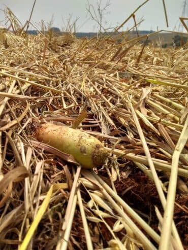 Calagem com nabo forrageiro