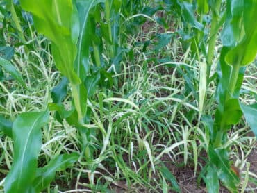 Sistema de plantio direto