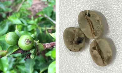 armadilha para broca-do-café