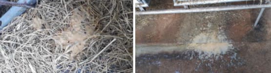 Exemplos de diarreia em bezerros