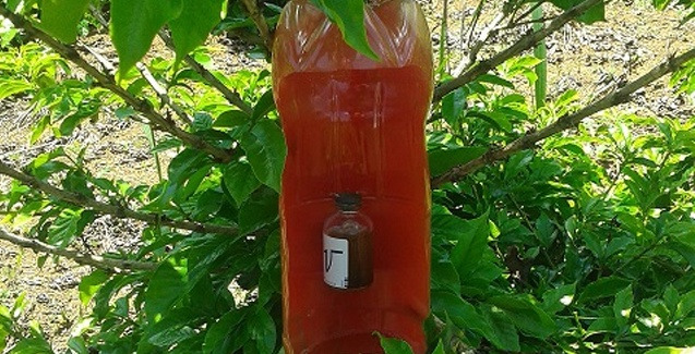 armadilha para broca-do-café