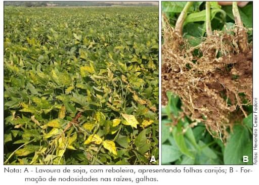 Nematoides das galhas