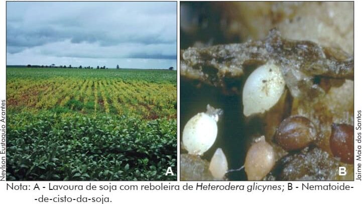 Nematoide de cisto da soja