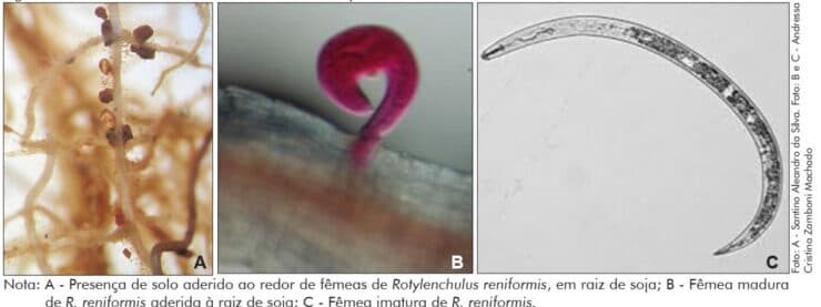 Nematoide reniforme