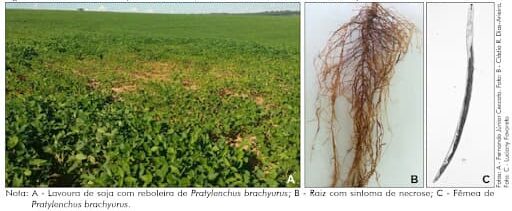Nematoide das lesões radiculares