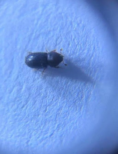 armadilha para broca-do-café