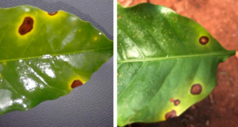 Mancha Aureolada e Cercosporiose