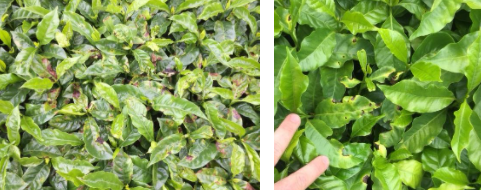 Sintomas de mancha aureolada e cercosporiose