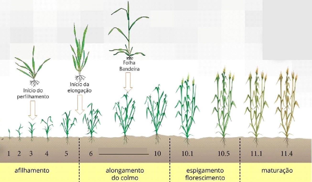 Fases de desenvolvimento do trigo