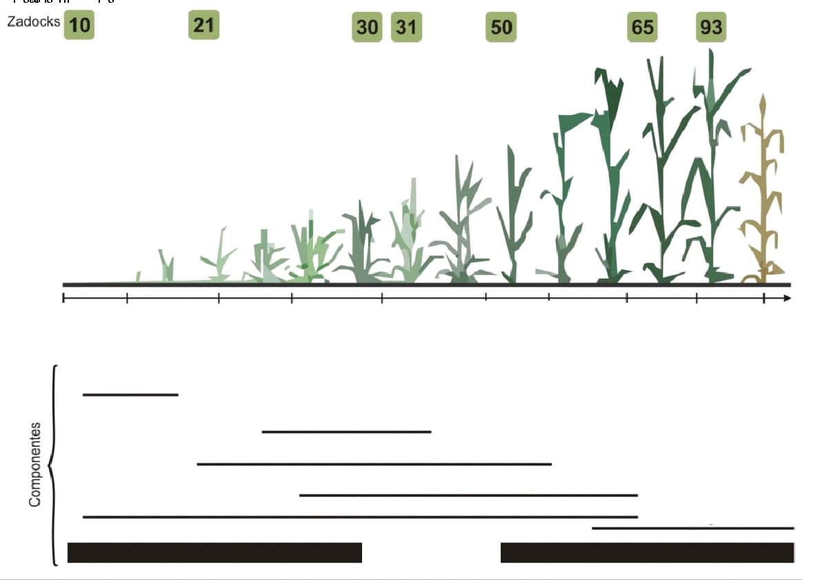 Estádios fenológicos do trigo