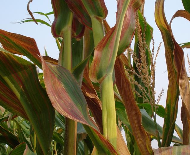 Plantação de milho com enfezamento causado pela cigarrinha do milho.