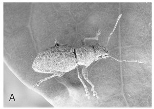 Carneirinho praga do café