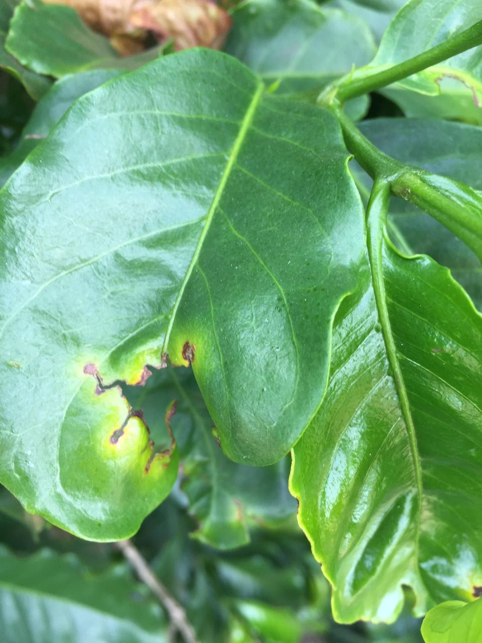 Mancha Aureolada e Cercosporiose