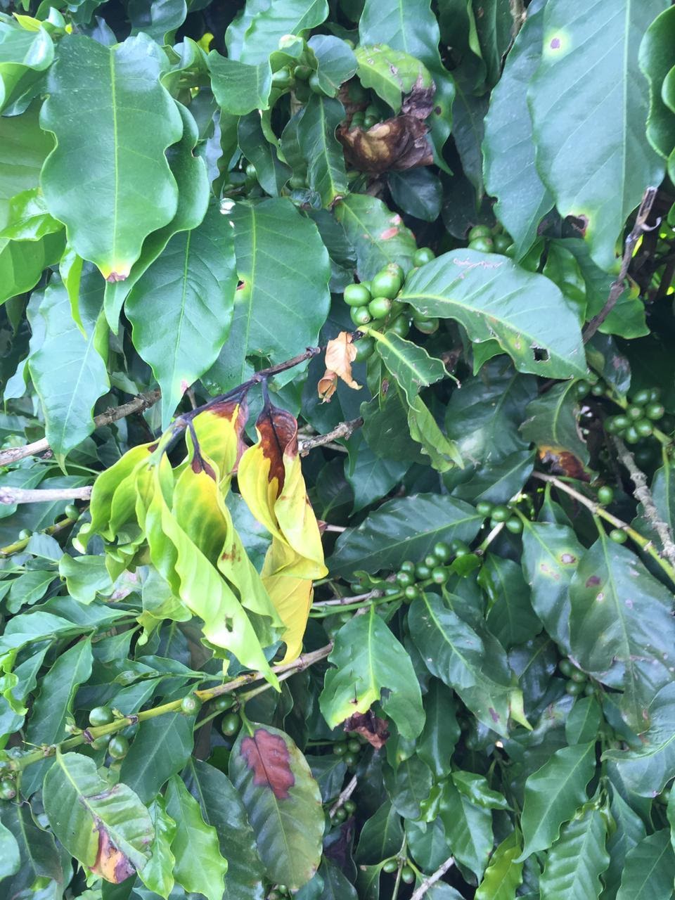 Incidência de mancha aureolada no cafeeiro