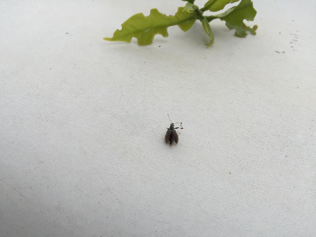 Carneirinho praga do café