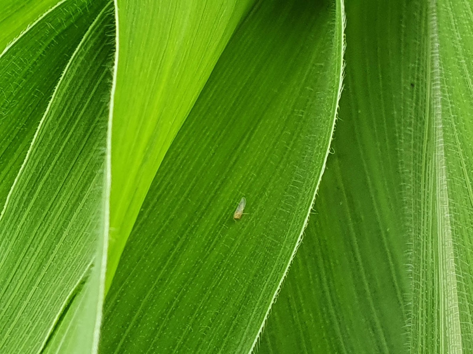 Cigarrinha do milho em uma folha de milho.
