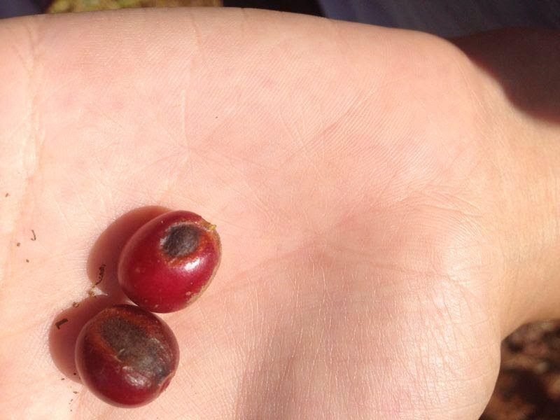 Dois frutos de café com sintomas de Cercospora em uma mão.