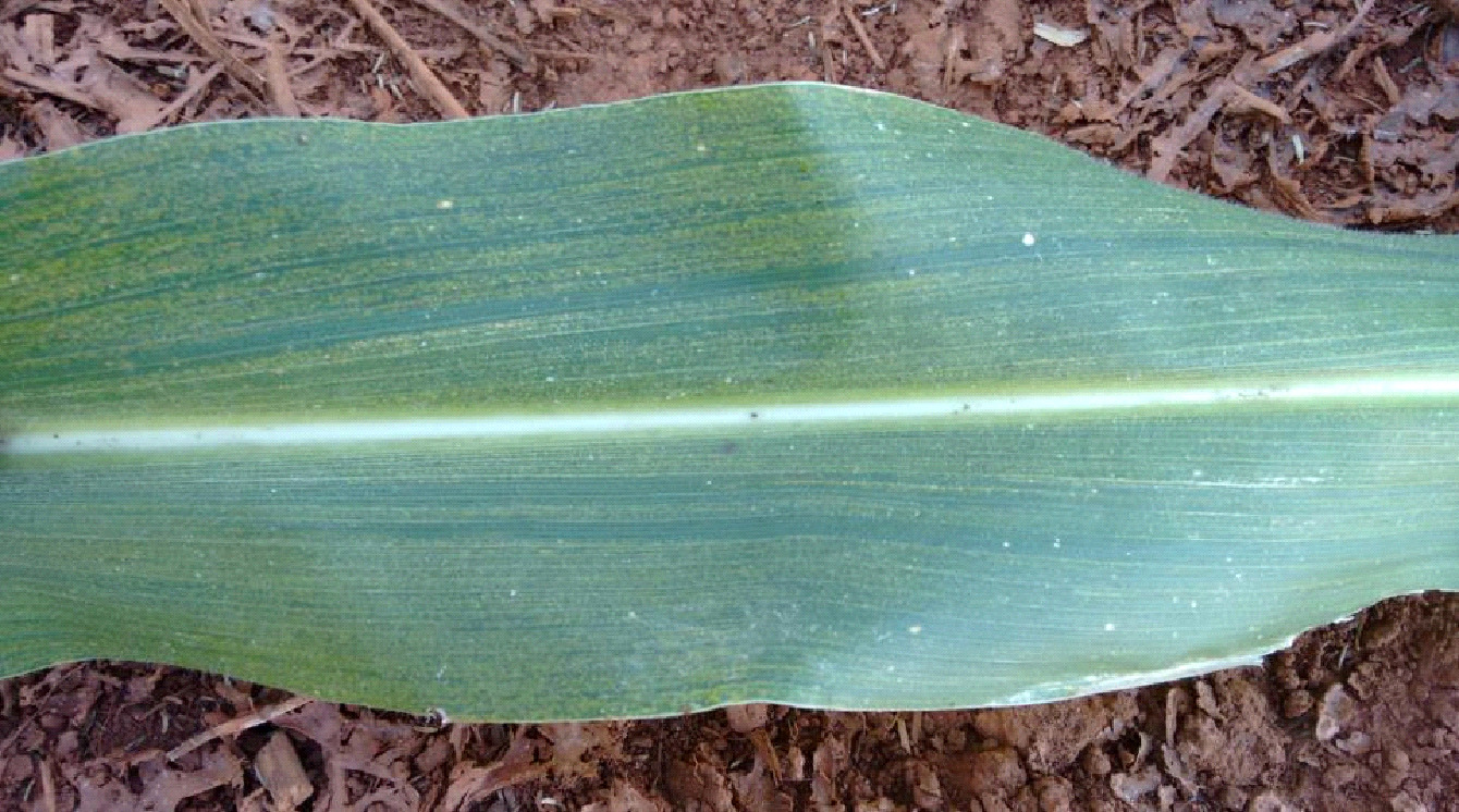 Folha de milho no solo com vírus do raiado fino causado pela cigarrinha do milho.