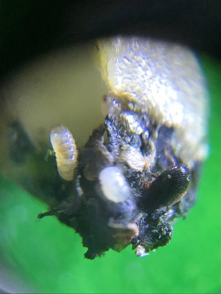 Grão de café com larvas e besouro da broca-do-café.