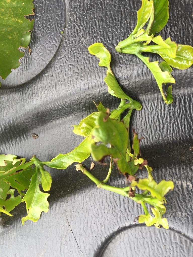 Danos no cafeerio causados pelo carneirinho