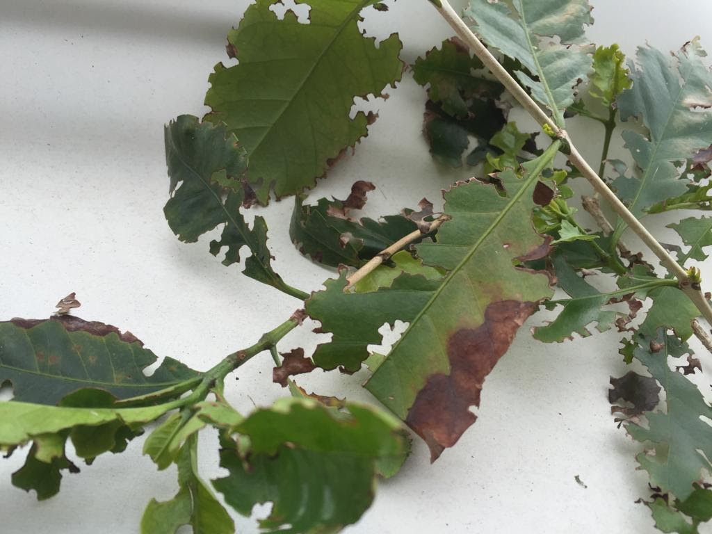 Danos causados por carneirinhos