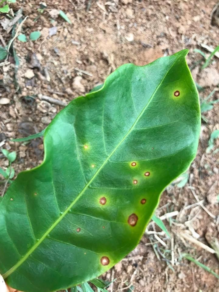 Folha com sintomas de cercosporiose