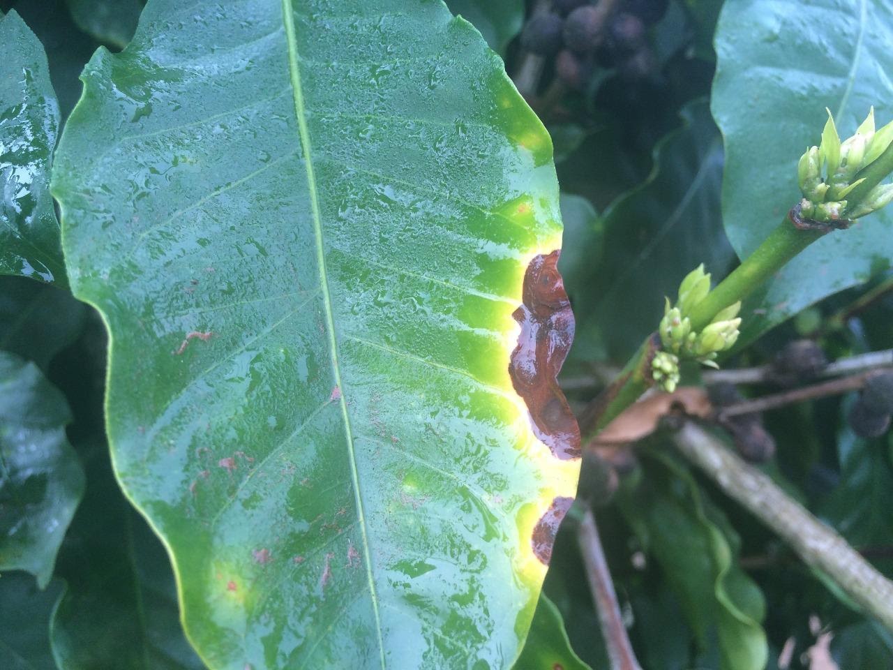 Mancha Aureolada em folha de cafeeiro