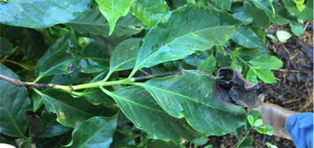 Mancha aureolada em cafeeiro