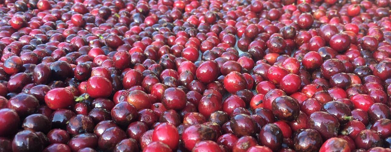 Fermentação do café