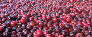 Fermentação do café