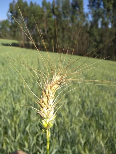 Giberela no trigo