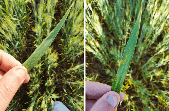 Mancha-amarela no trigo